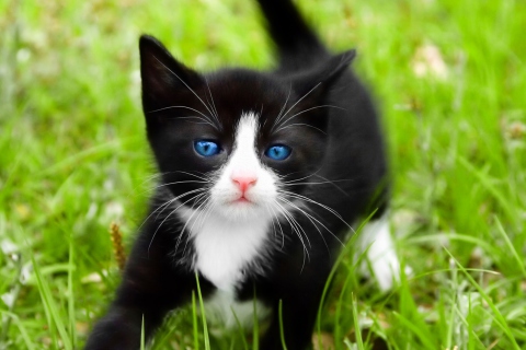 Screenshot №1 pro téma Blue Eyed Kitty In Grass 480x320