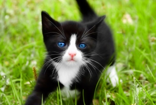 Blue Eyed Kitty In Grass - Obrázkek zdarma pro Nokia Asha 302