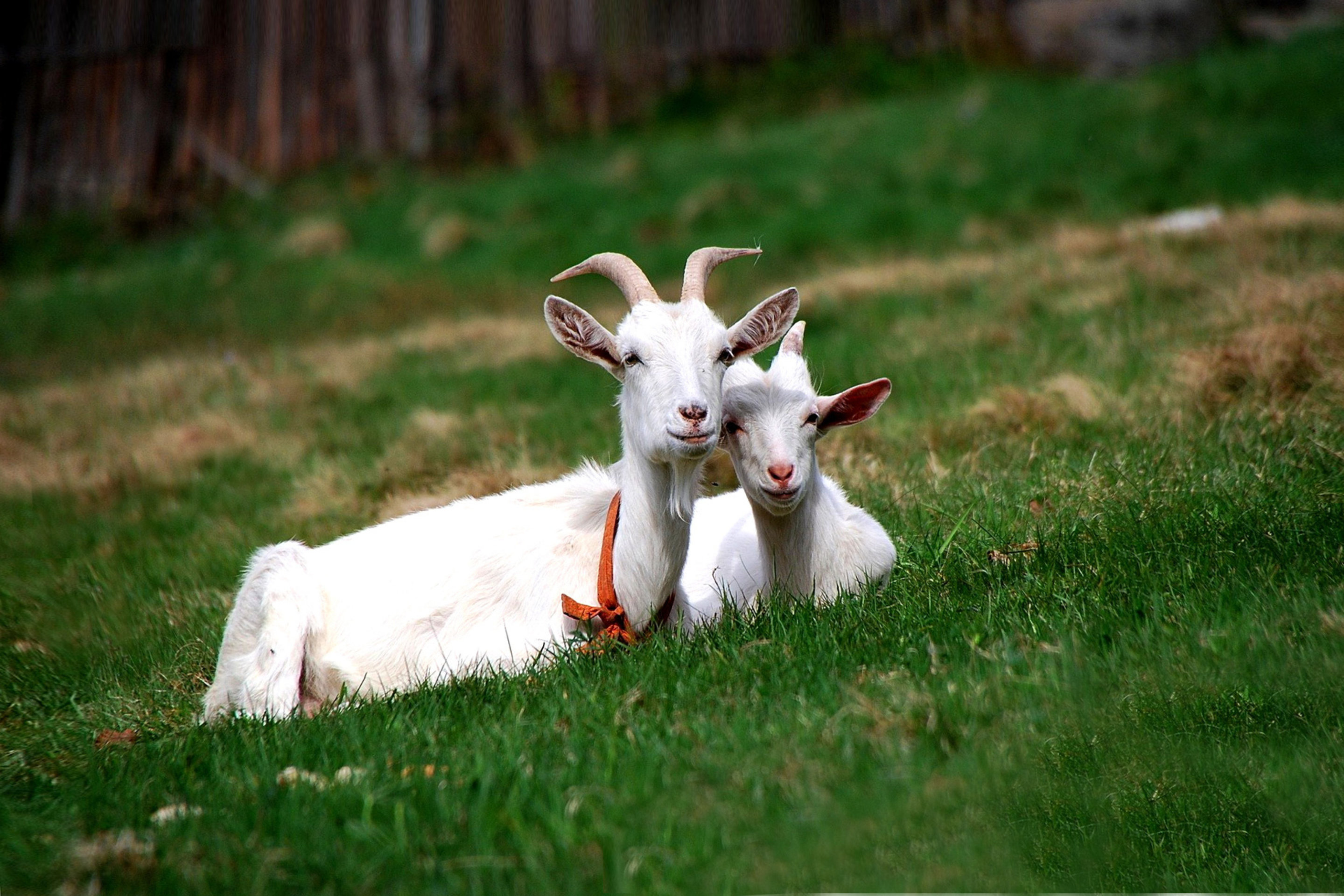 Обои Two Goats 2880x1920