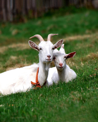 Two Goats - Obrázkek zdarma pro 768x1280