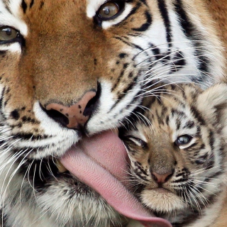 Free Tigers Family Picture for iPad 3