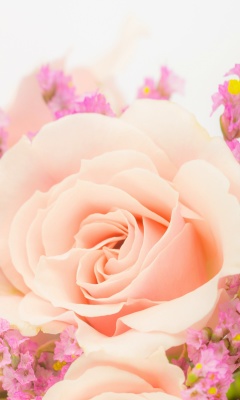 Pink rose bud screenshot #1 240x400