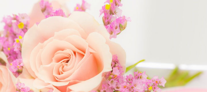 Das Pink rose bud Wallpaper 720x320