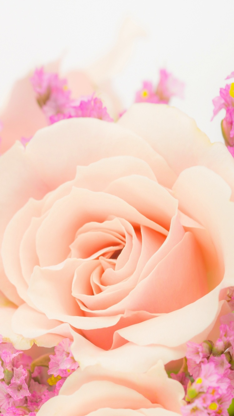 Das Pink rose bud Wallpaper 750x1334
