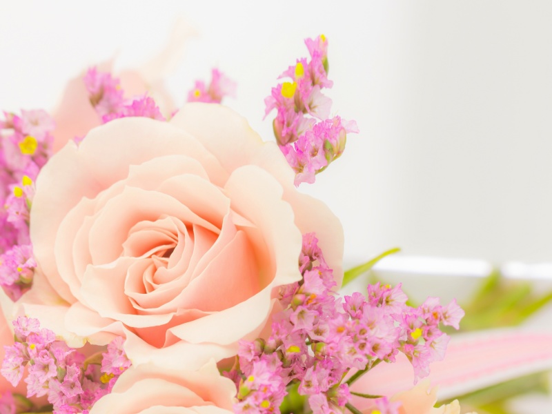 Pink rose bud screenshot #1 800x600