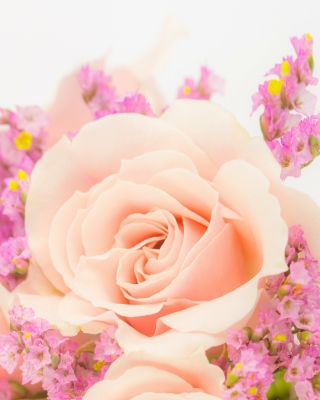 Pink rose bud Wallpaper for Nokia Lumia 925