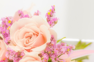 Картинка Pink rose bud для андроид