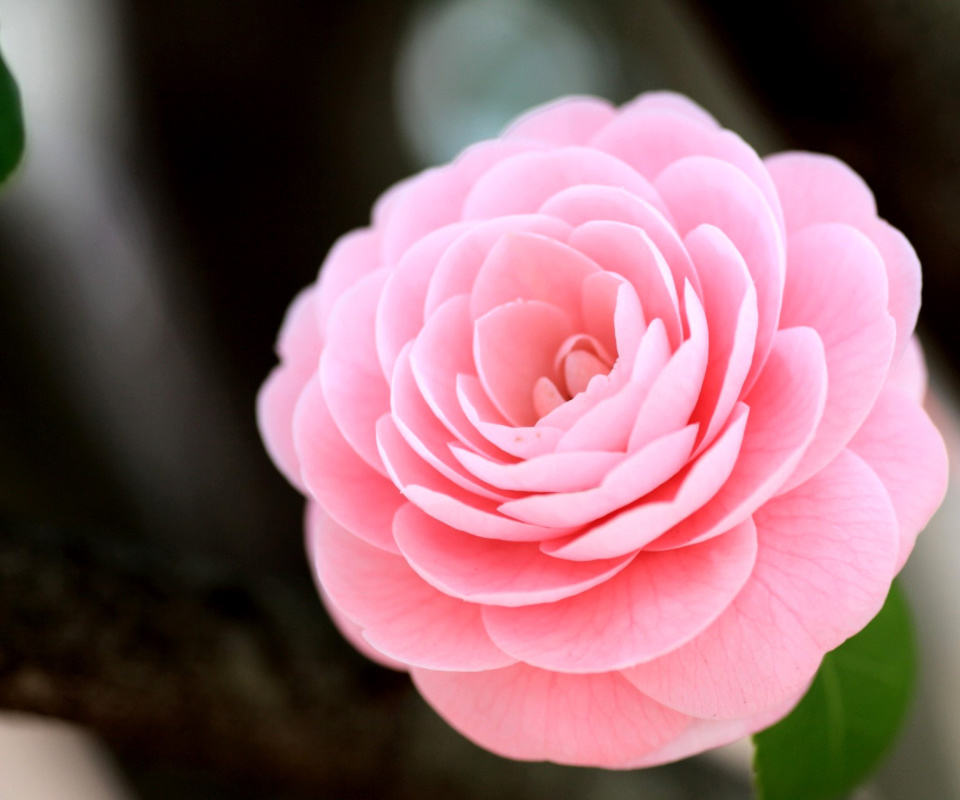 Sfondi Pink Camellia 960x800