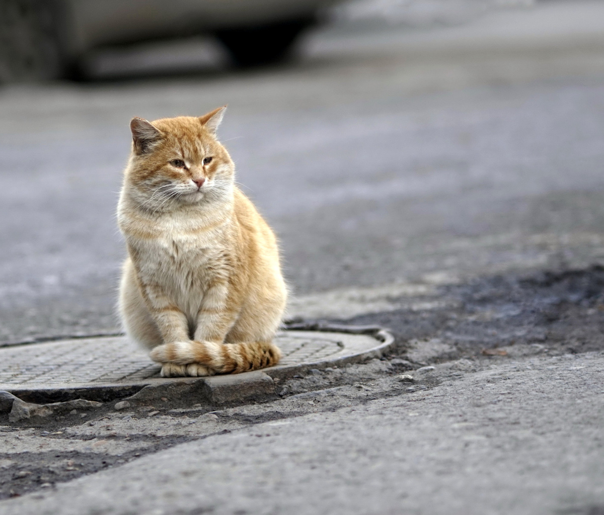 Обои Fluffy cat on the street 1200x1024