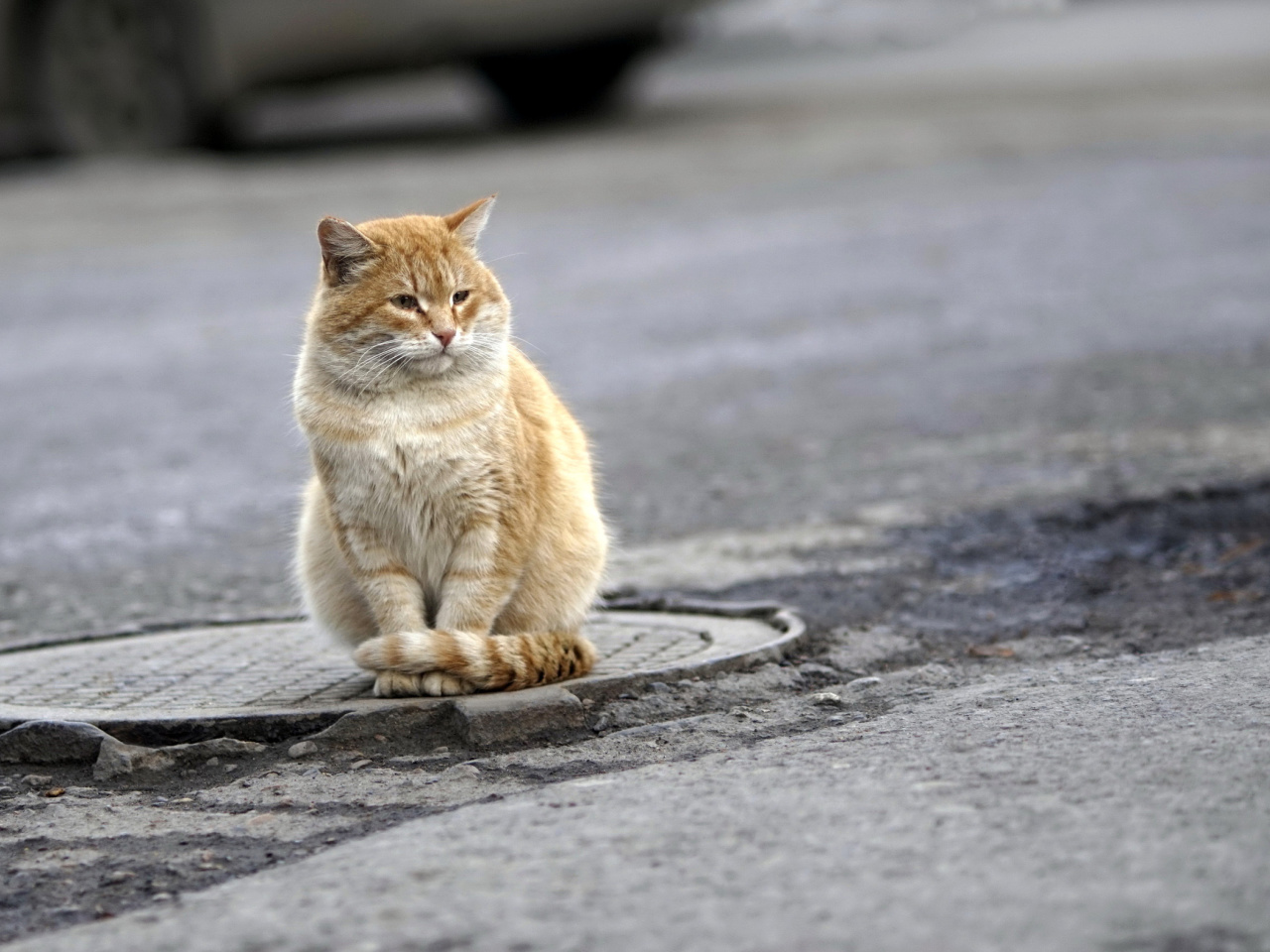 Обои Fluffy cat on the street 1280x960