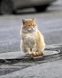Fondo de pantalla Fluffy cat on the street 128x160
