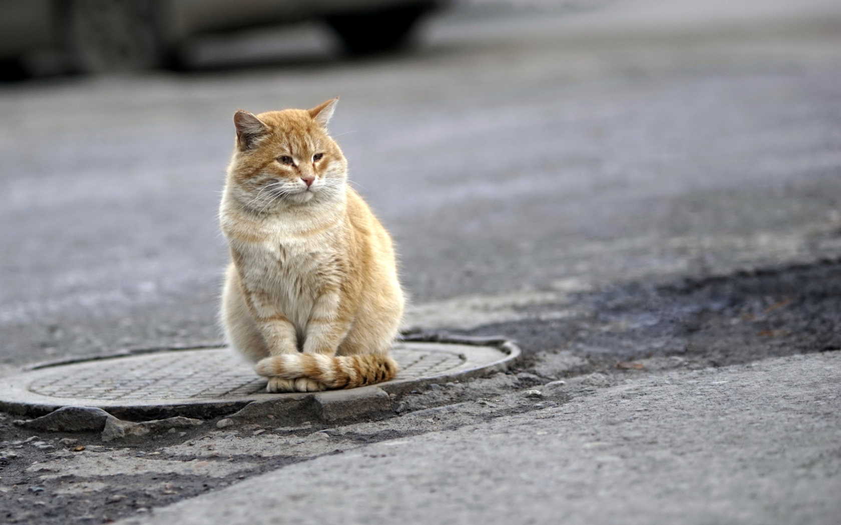 Fluffy cat on the street screenshot #1 1680x1050