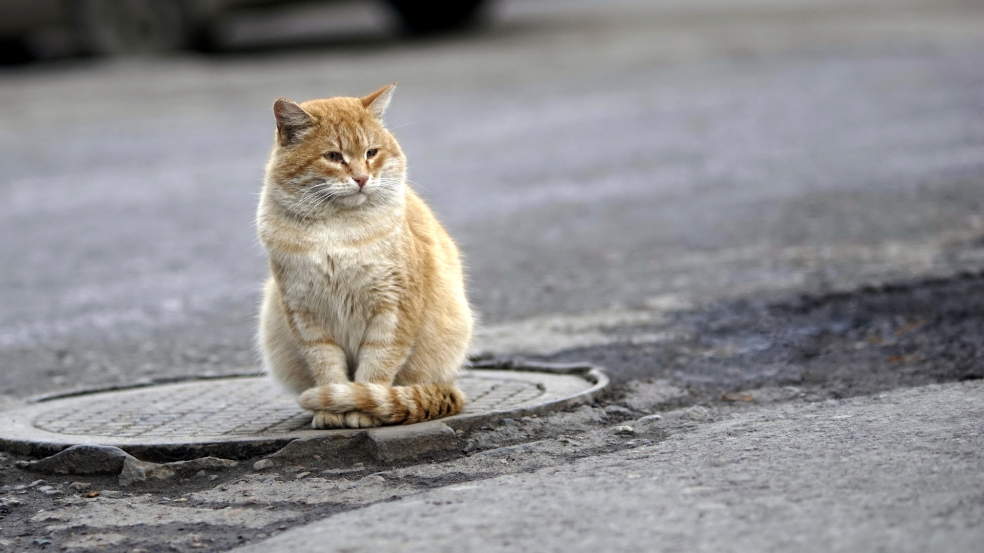 Fondo de pantalla Fluffy cat on the street 1920x1080