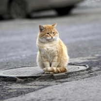 Fondo de pantalla Fluffy cat on the street 208x208