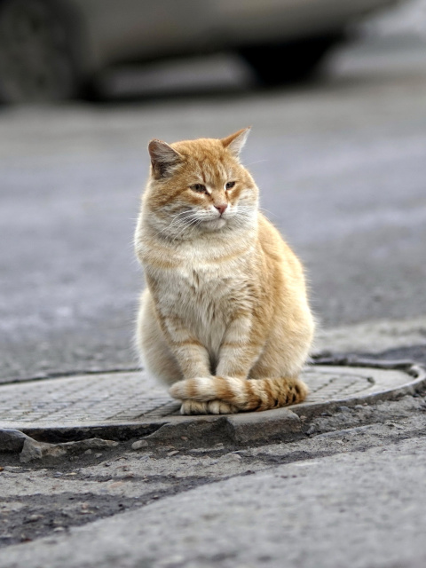 Fondo de pantalla Fluffy cat on the street 480x640