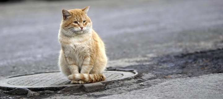 Sfondi Fluffy cat on the street 720x320