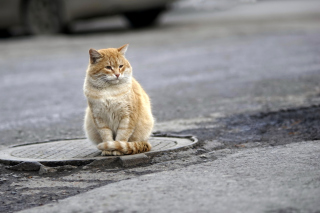 Fluffy cat on the street Wallpaper for Android, iPhone and iPad