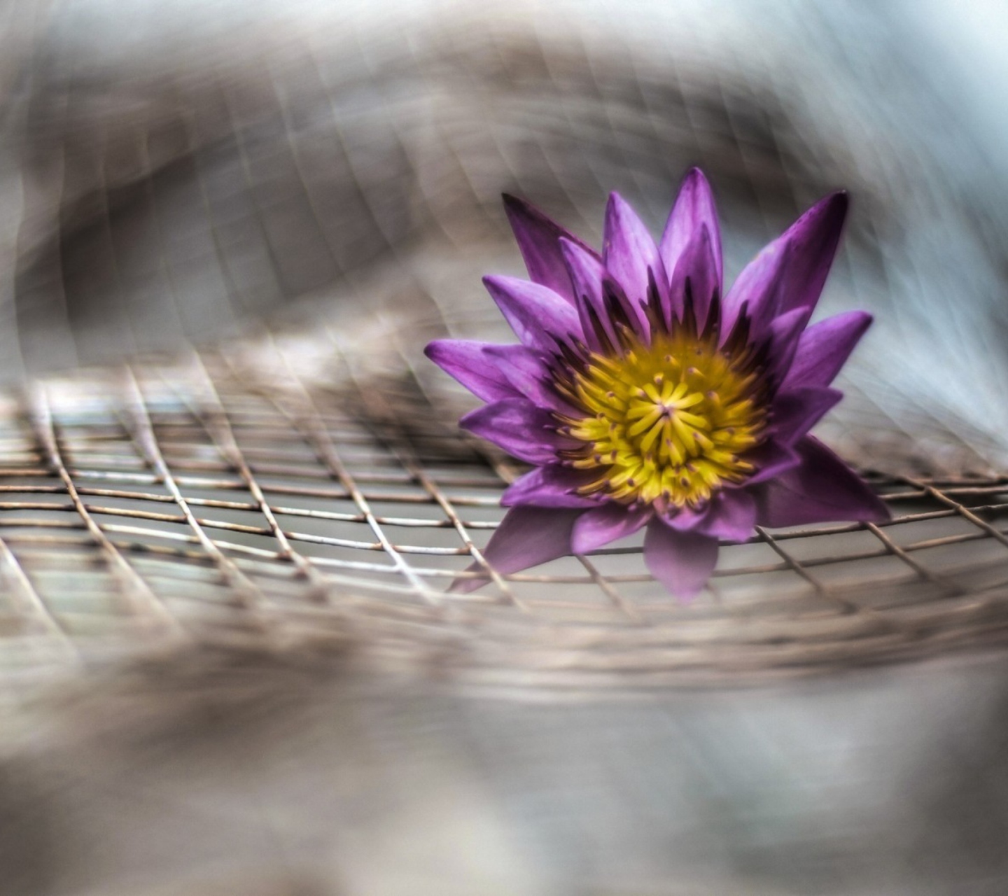 Screenshot №1 pro téma Purple Flower On Metallic Net 1440x1280