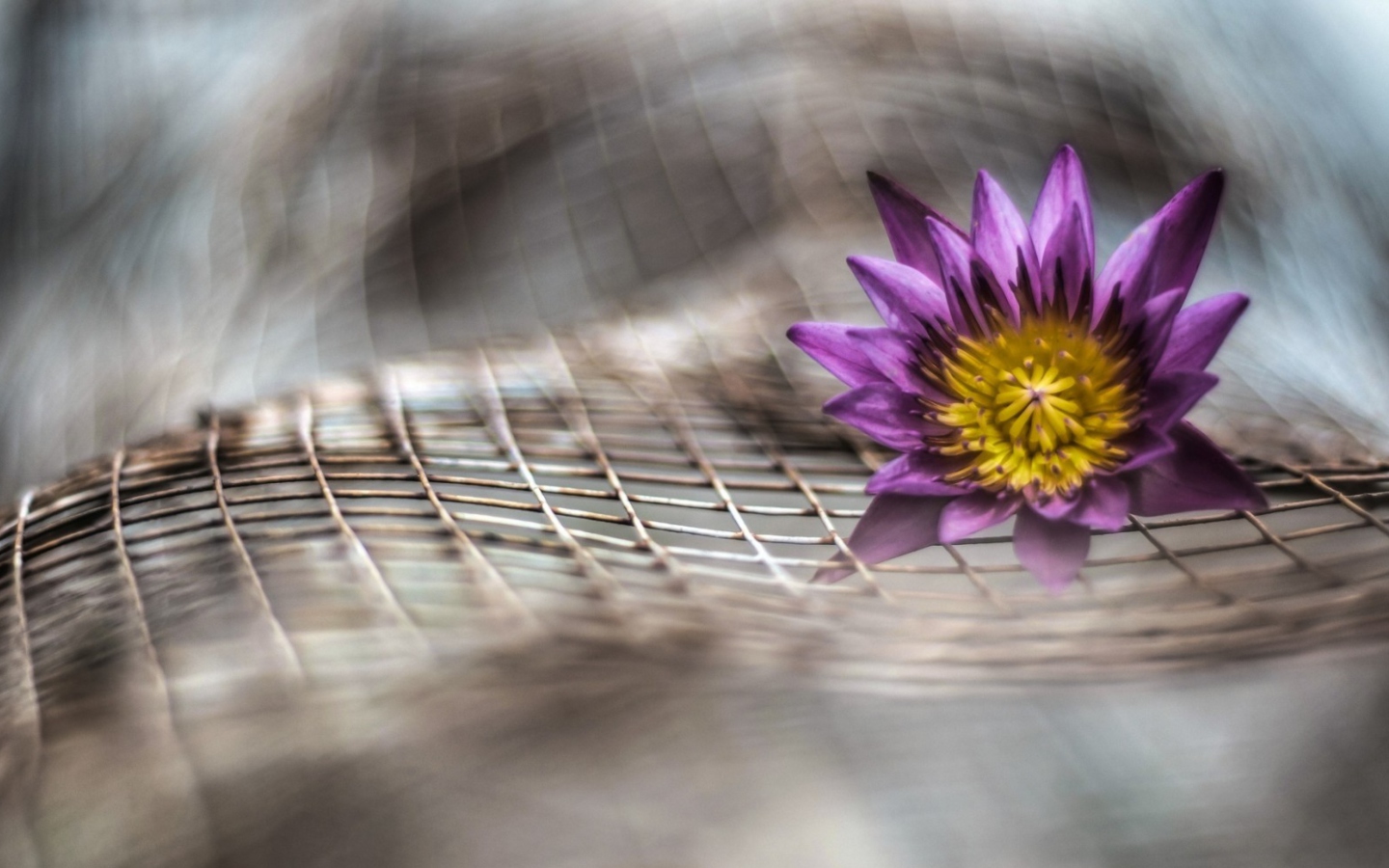 Screenshot №1 pro téma Purple Flower On Metallic Net 1440x900