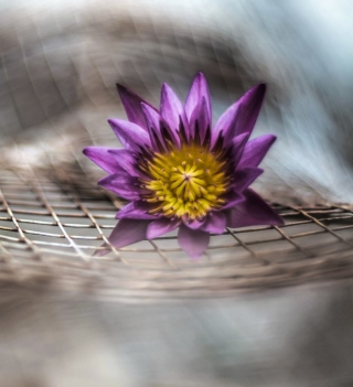 Purple Flower On Metallic Net sfondi gratuiti per 2048x2048
