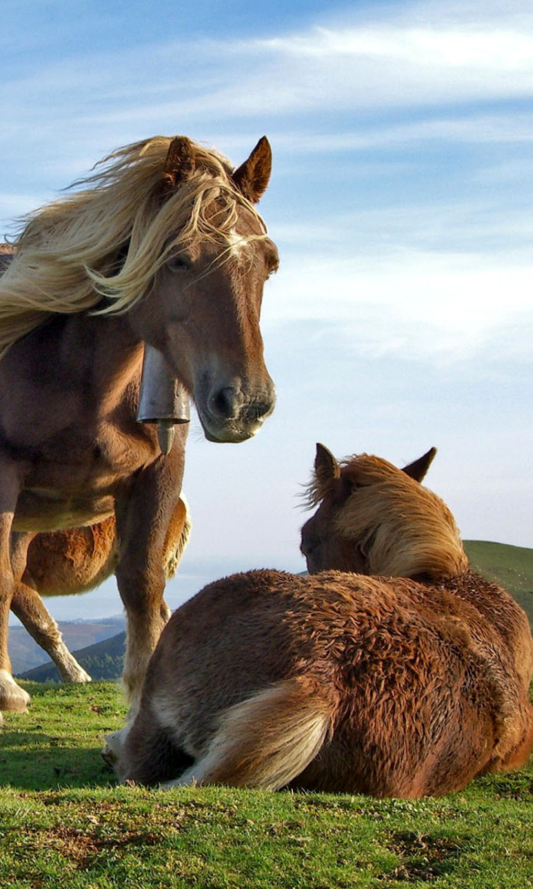 Das Horse Couple Wallpaper 768x1280