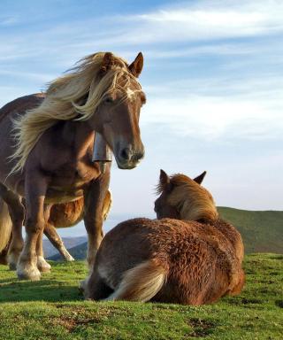Horse Couple - Obrázkek zdarma pro 360x640