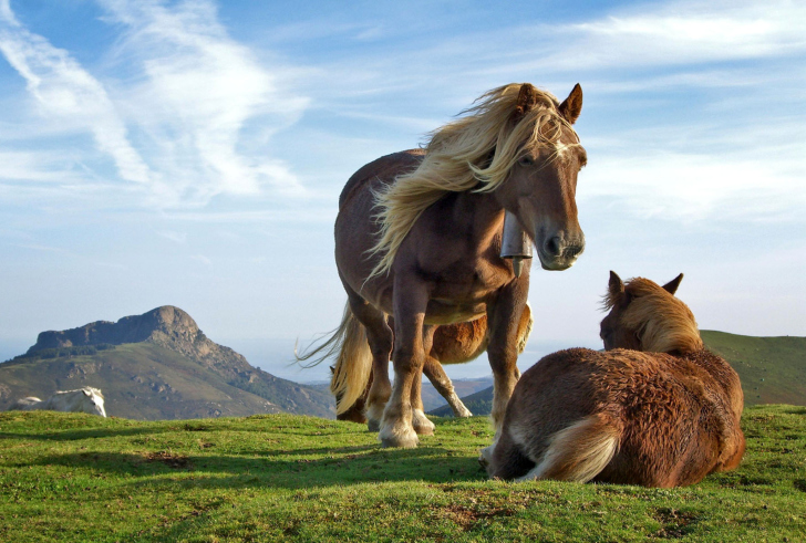 Sfondi Horse Couple