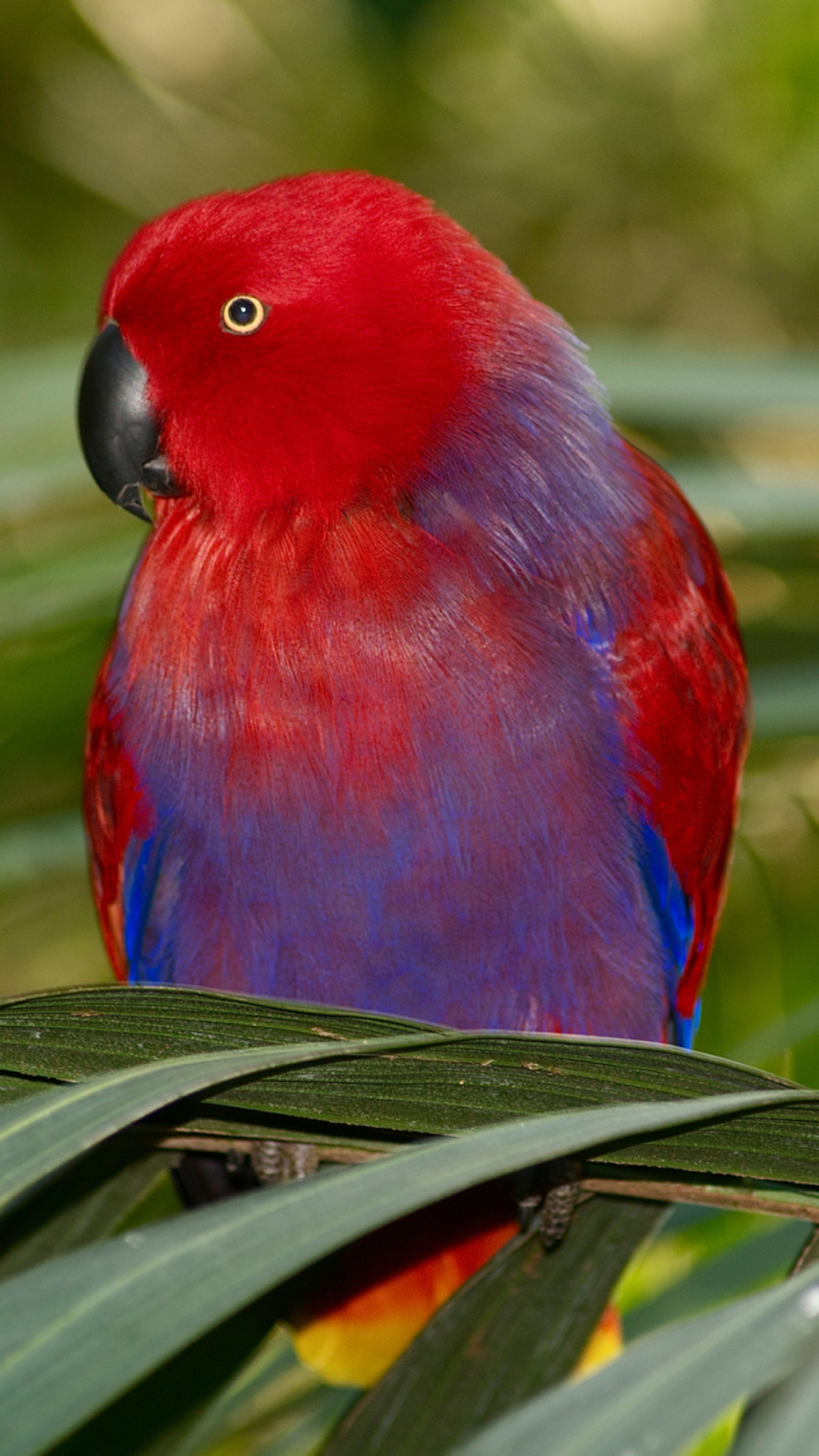 Обои Parrot On The Palm 1080x1920