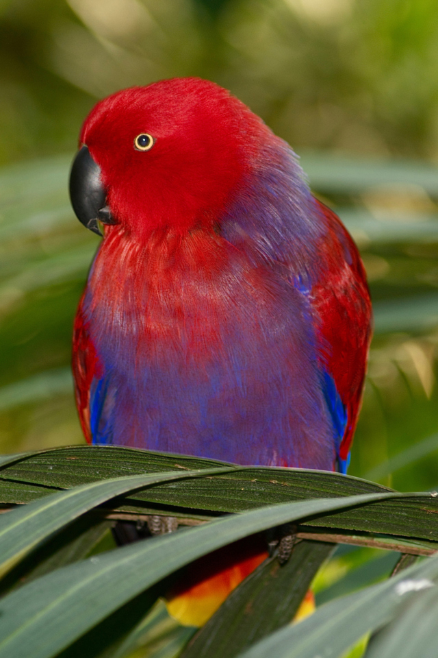Das Parrot On The Palm Wallpaper 640x960
