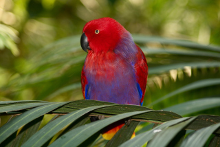 Parrot On The Palm - Obrázkek zdarma pro 176x144