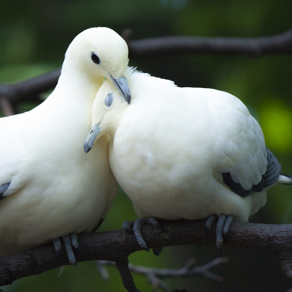 Обои White Doves Love 1024x1024