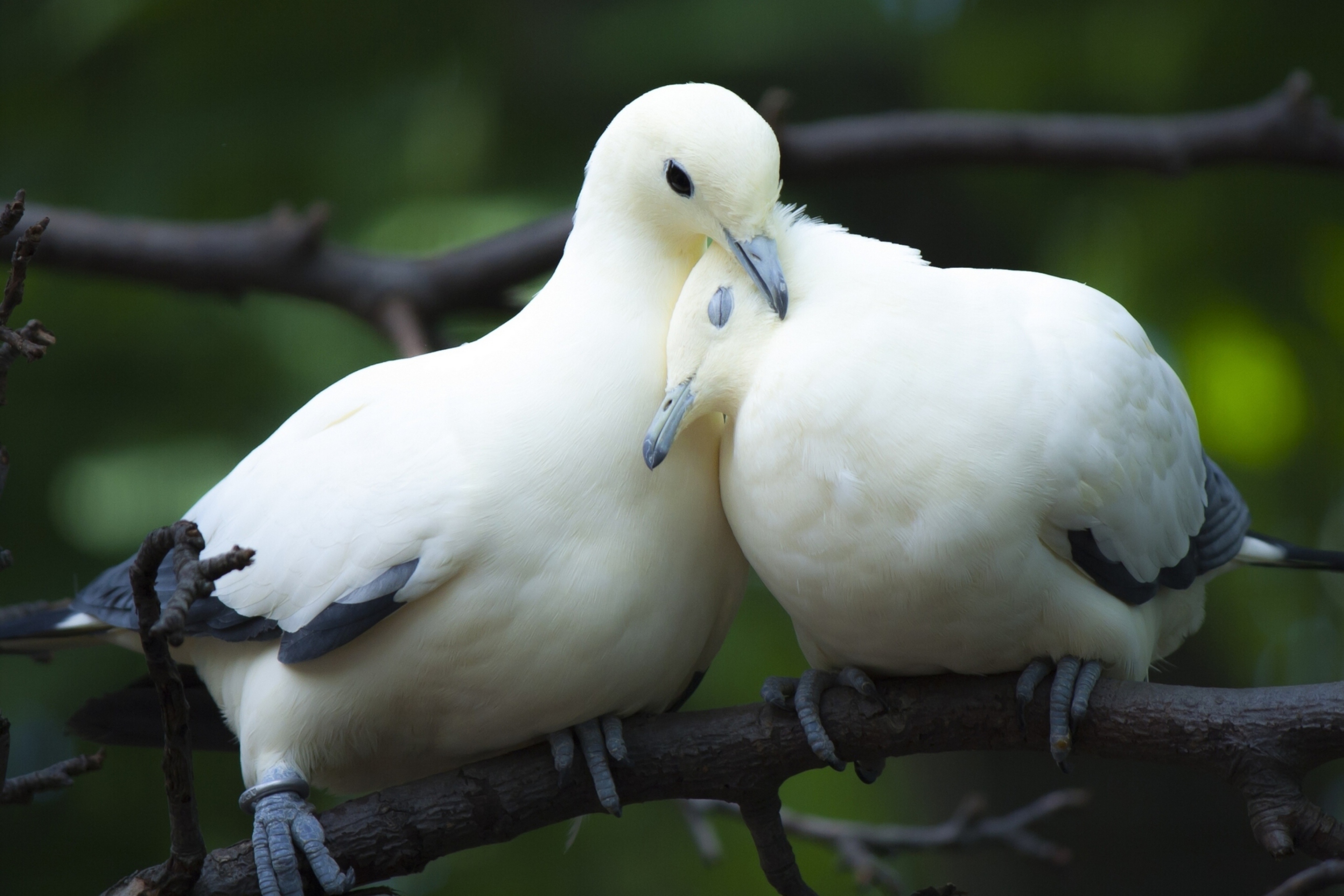 Обои White Doves Love 2880x1920