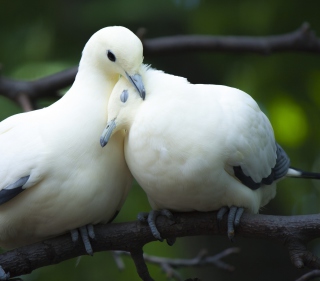 White Doves Love - Obrázkek zdarma pro iPad mini