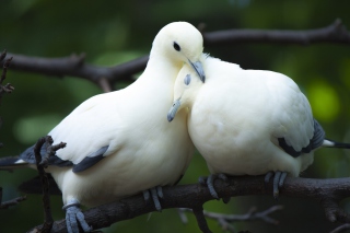 Kostenloses White Doves Love Wallpaper für Android, iPhone und iPad