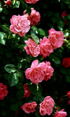 Pink Roses screenshot #1 240x400