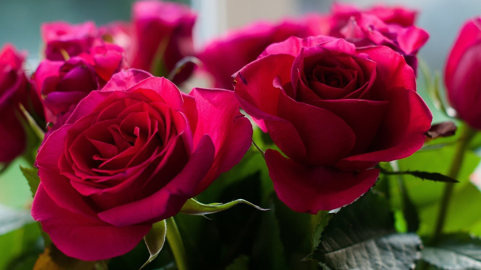 Обои Picture of bouquet of roses from garden 1600x900