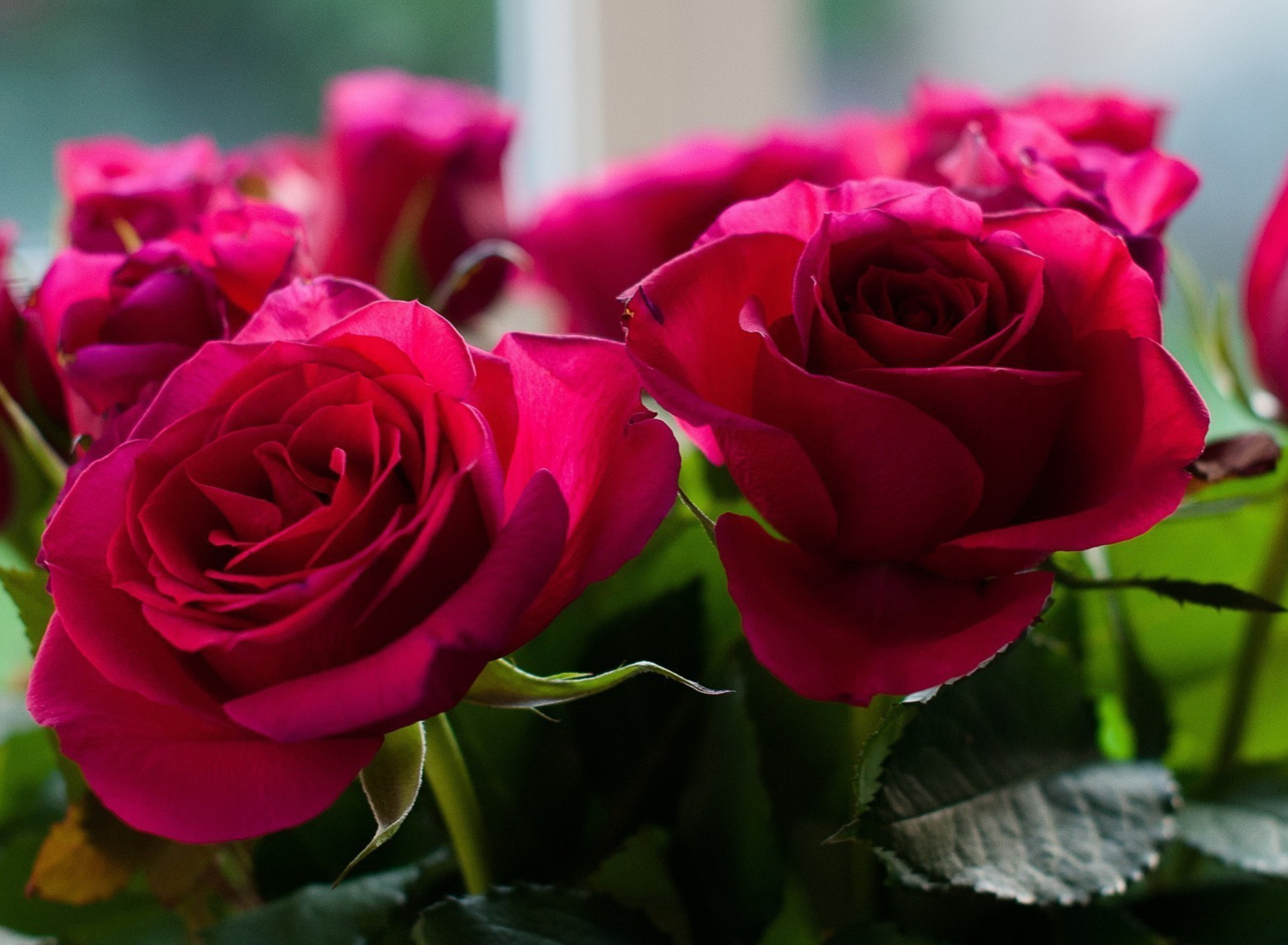 Picture of bouquet of roses from garden wallpaper 1920x1408