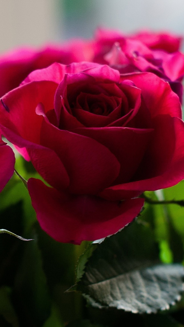 Обои Picture of bouquet of roses from garden 640x1136