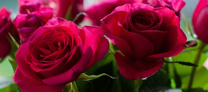 Обои Picture of bouquet of roses from garden 720x320