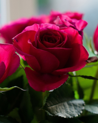 Картинка Picture of bouquet of roses from garden для телефона и на рабочий стол Nokia C2-06