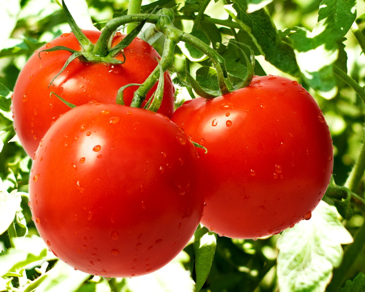 Das Tomatoes on Bush Wallpaper 1280x1024