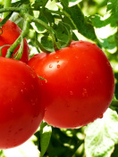 Sfondi Tomatoes on Bush 132x176