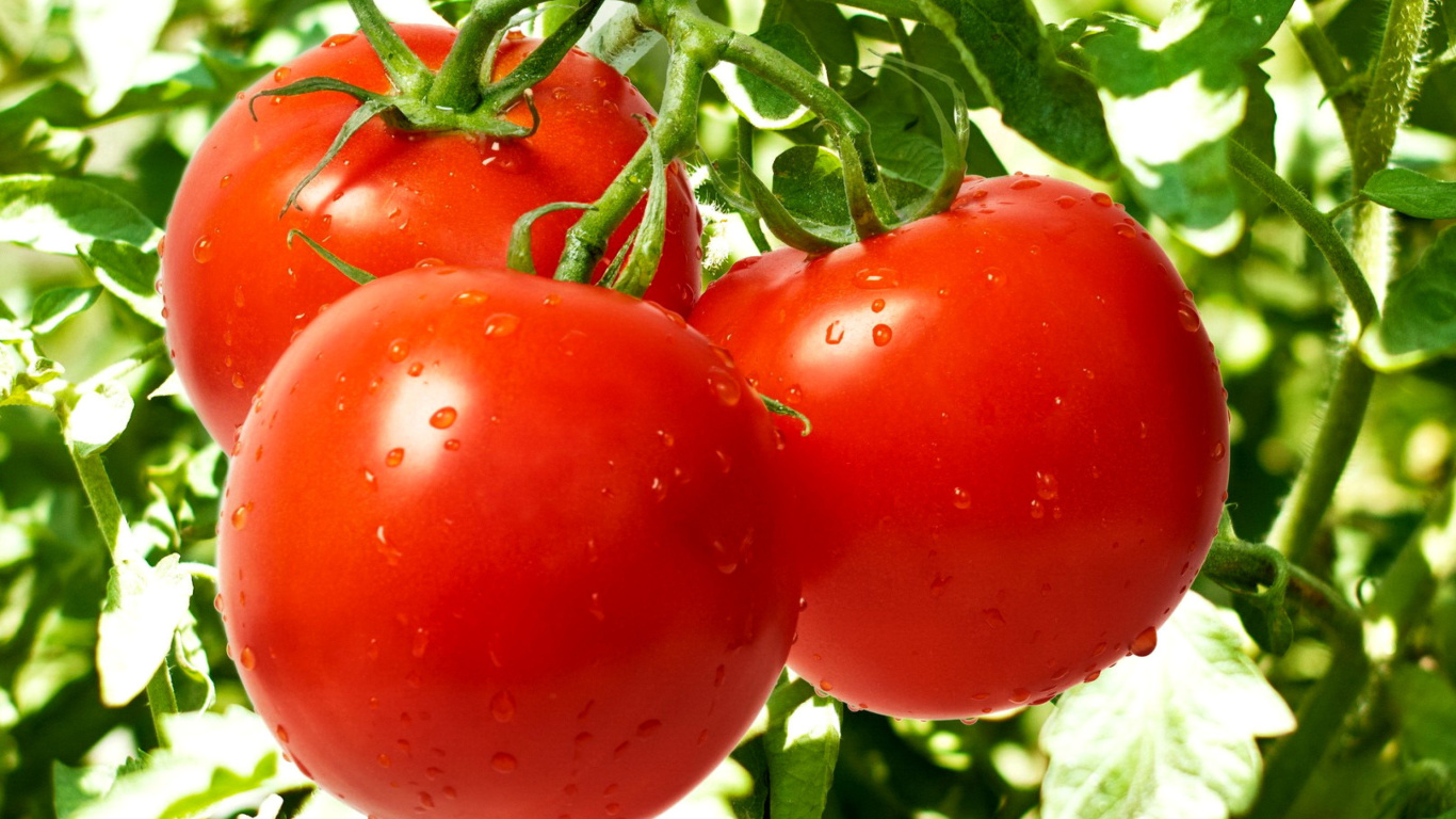 Das Tomatoes on Bush Wallpaper 1366x768