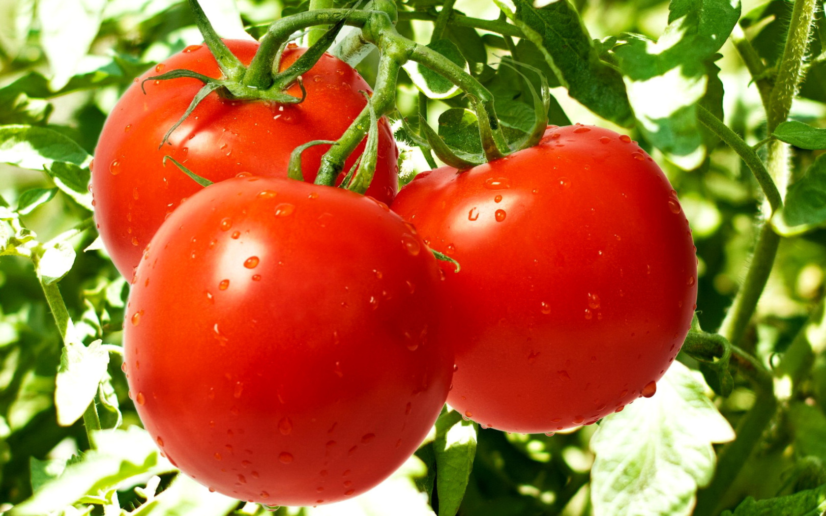 Sfondi Tomatoes on Bush 1680x1050
