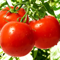 Sfondi Tomatoes on Bush 208x208