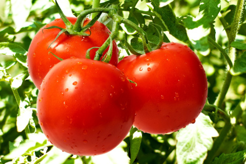 Fondo de pantalla Tomatoes on Bush 480x320