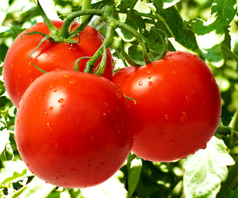 Fondo de pantalla Tomatoes on Bush 480x400