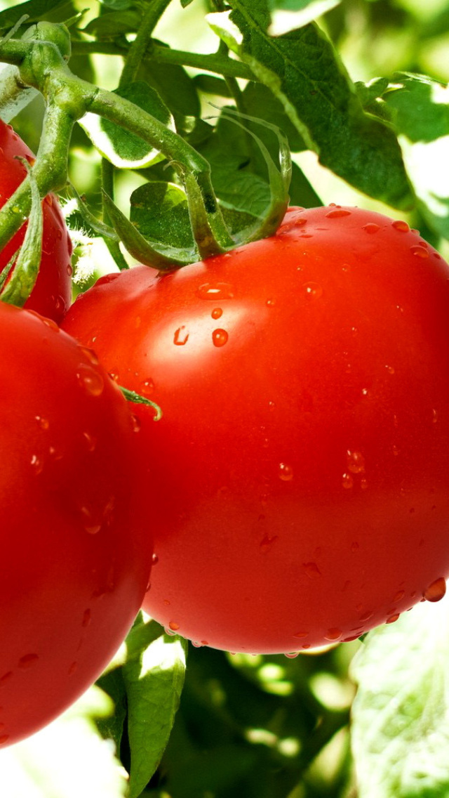 Обои Tomatoes on Bush 640x1136