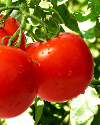 Tomatoes on Bush - Obrázkek zdarma pro 128x160