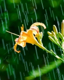 Das Daylily In The Rain Wallpaper 128x160